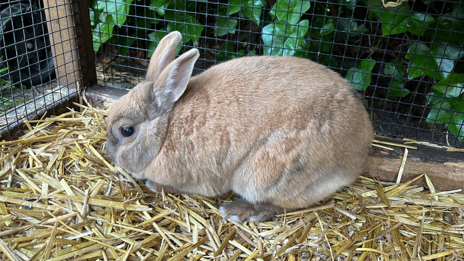 Mooie, lieve konijnen, 2x ooi, Vrouwelijk, Groot