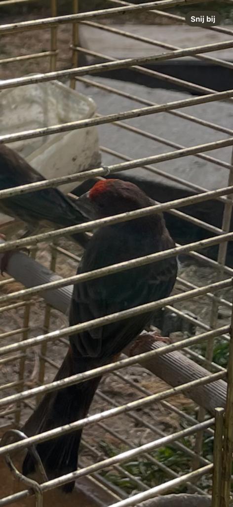 Roodmus mannetje, Dieren en Toebehoren, Vogels | Overige Vogels, Mannelijk