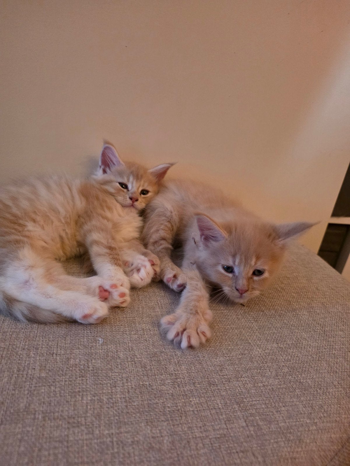 Lieve Maine Coon kittens kater, mogen direct verhuizen🐾🏡, Meerdere dieren, Gechipt