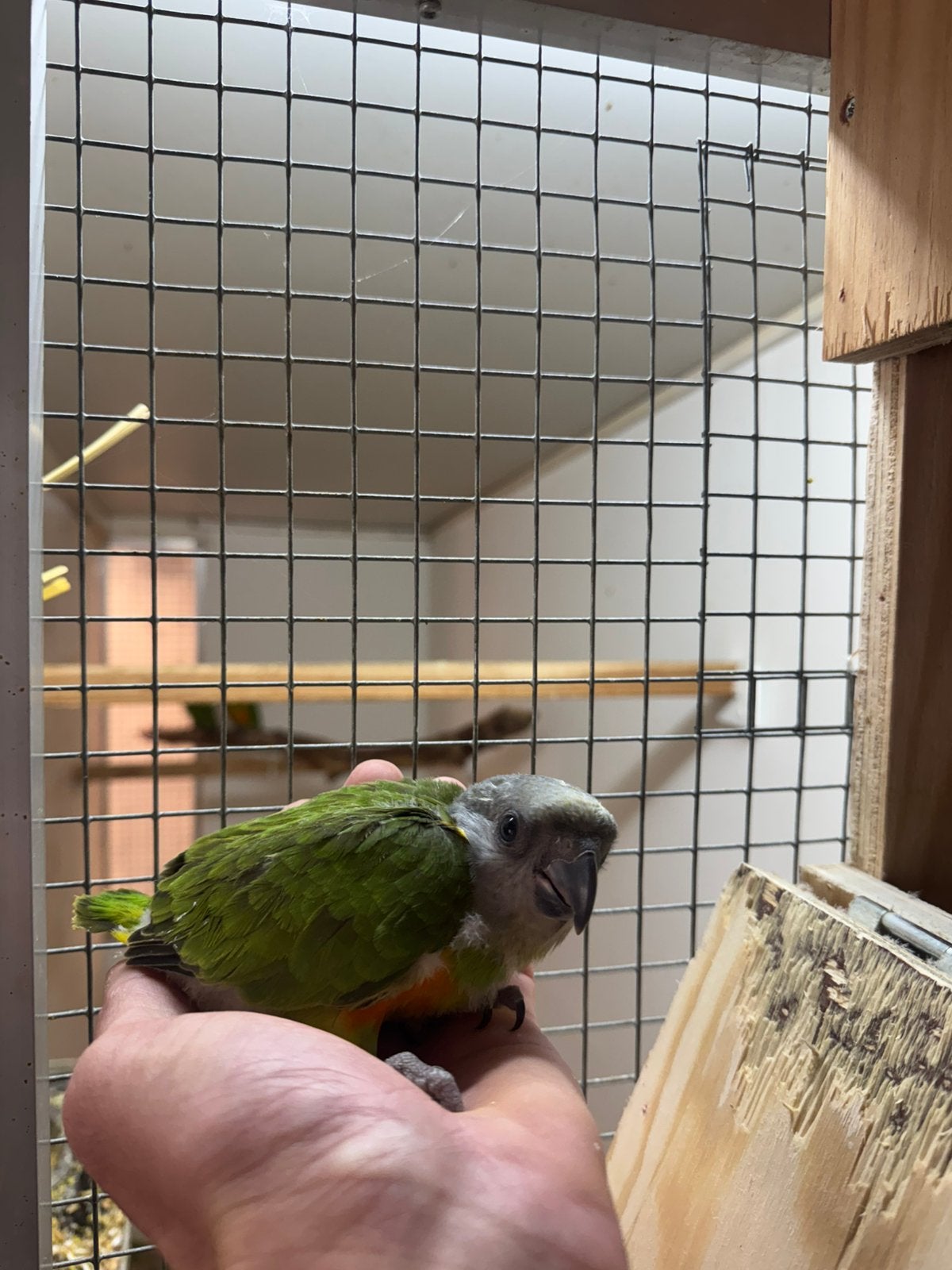 Bonte boeren jong om tam te maken!!, Dieren en Toebehoren, Vogels | Parkieten en Papegaaien, Meerdere dieren, Parkiet, Tam
