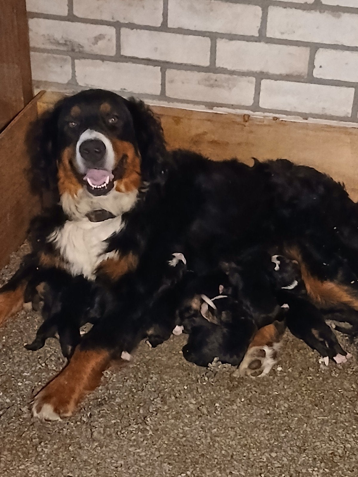 Prachtige Berner Sennen pups, Dieren en Toebehoren, CDV (hondenziekte), Meerdere, Meerdere dieren, Nederland