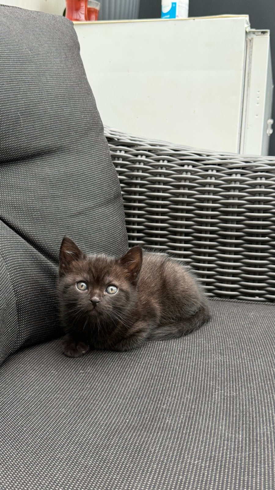 Kitten, Dieren en Toebehoren, Kater, Met stamboom, 0 tot 2 jaar