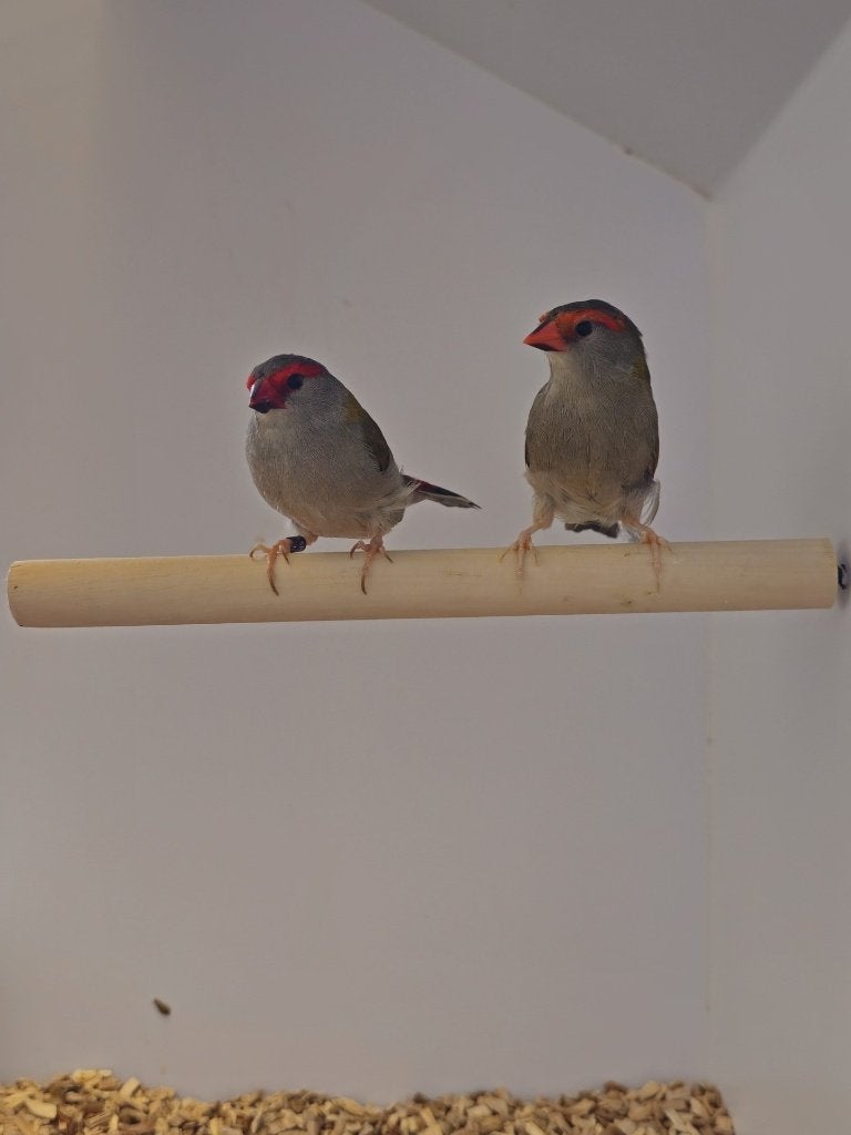 Dornastrilde | Verschillende broedkoppels | Goede conditie, Meerdere dieren, Tropenvogel