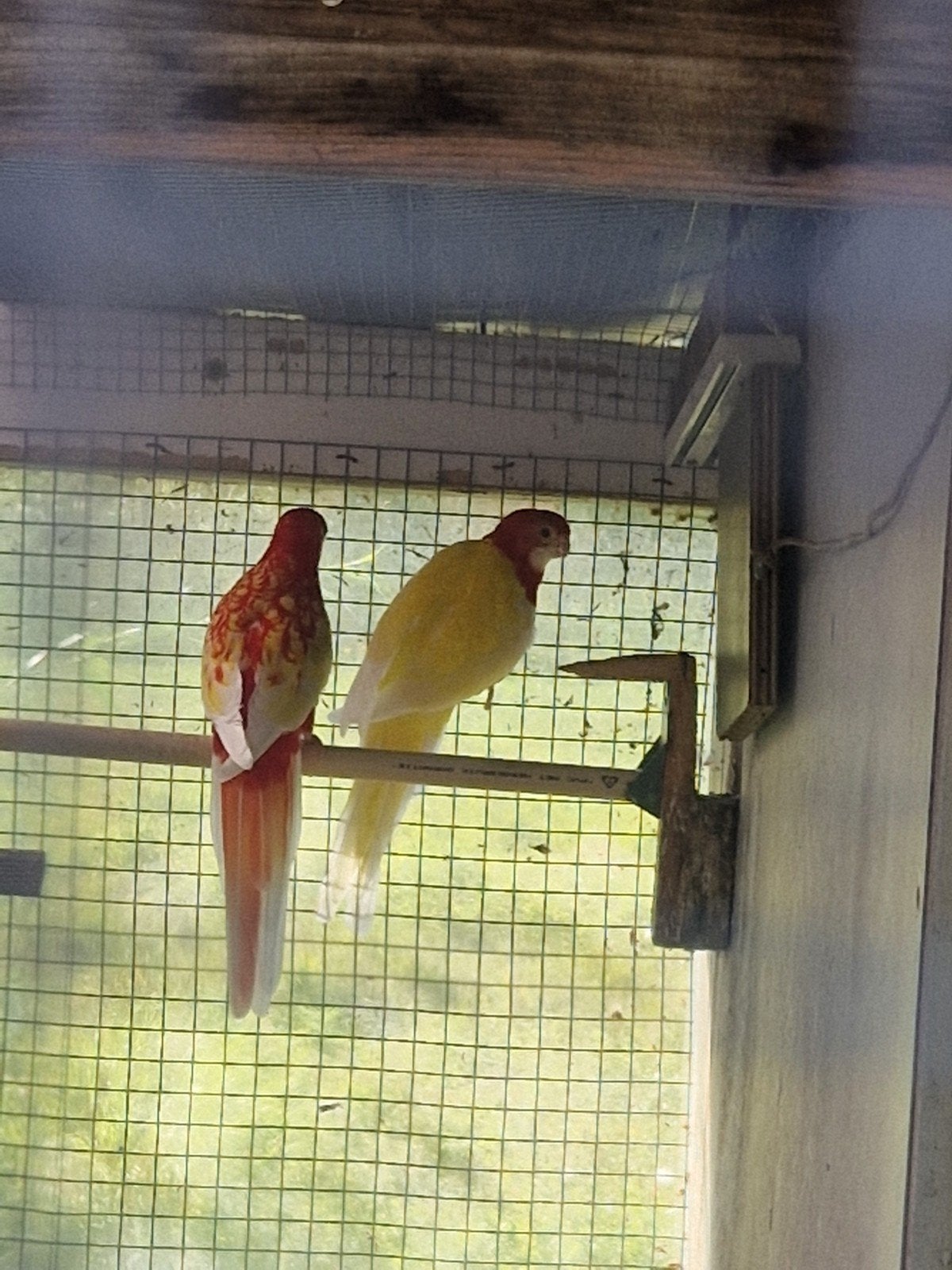 super mooi koppel pracht rosella s rubino x lutino, Dieren en Toebehoren, Vogels | Parkieten en Papegaaien, Meerdere dieren, Parkiet
