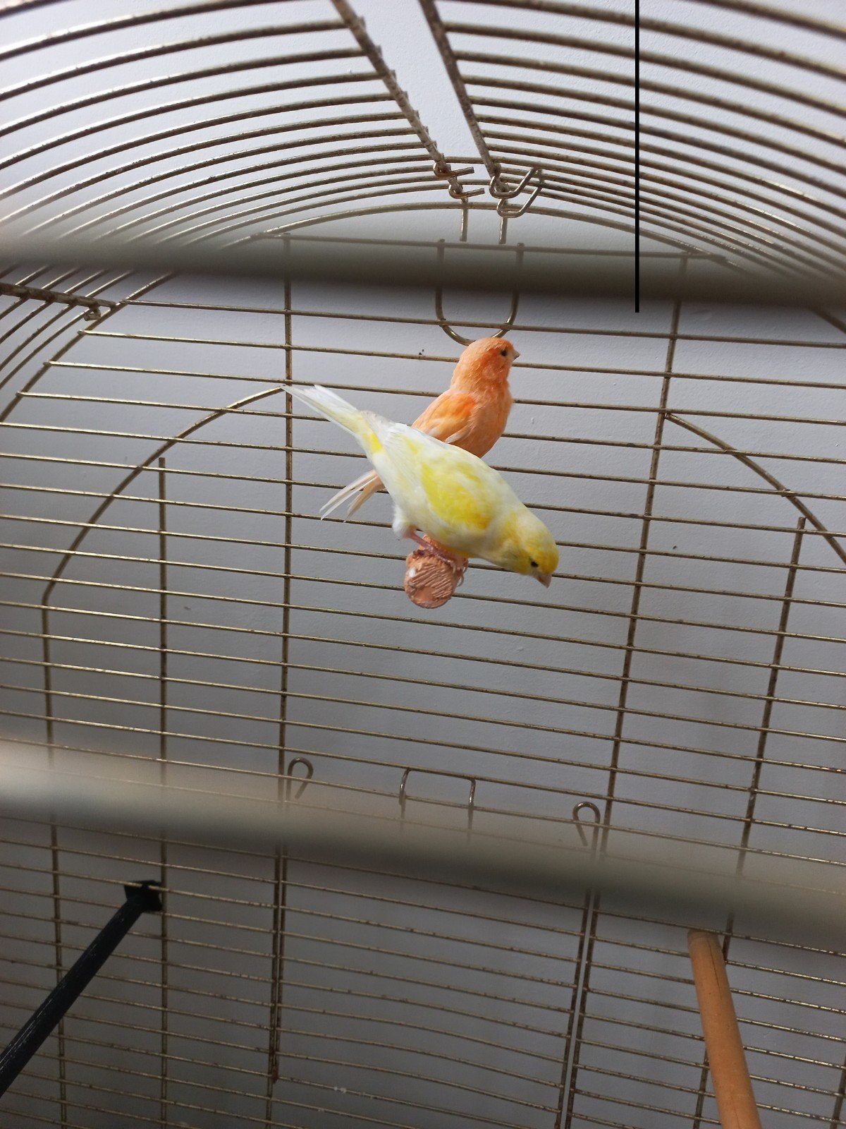 Rode, gele kanaries, Dieren en Toebehoren, Ophalen of Verzenden, Zo goed als nieuw, Hout, Vogelkooi