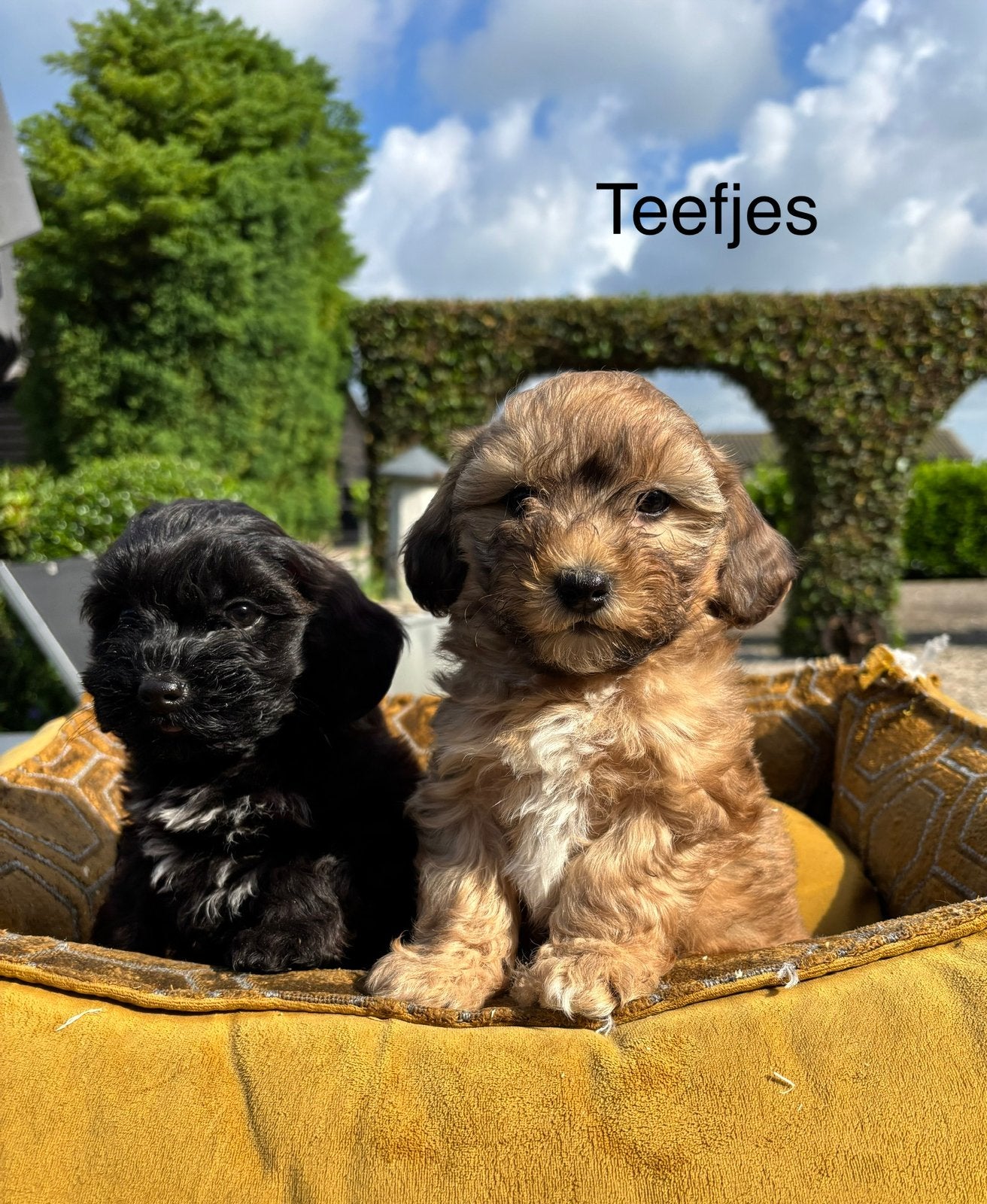 Boomer x labradoodle mini pups, Nederland, Overige rassen, 8 tot 15 weken, Meerdere