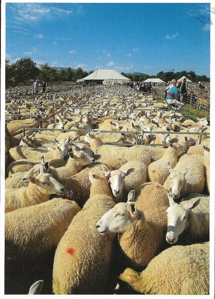 Ansichtkaart  	Builth Wells (Wales)	Sheep sales, Verzenden, 1980 tot heden, Gelopen, Engeland