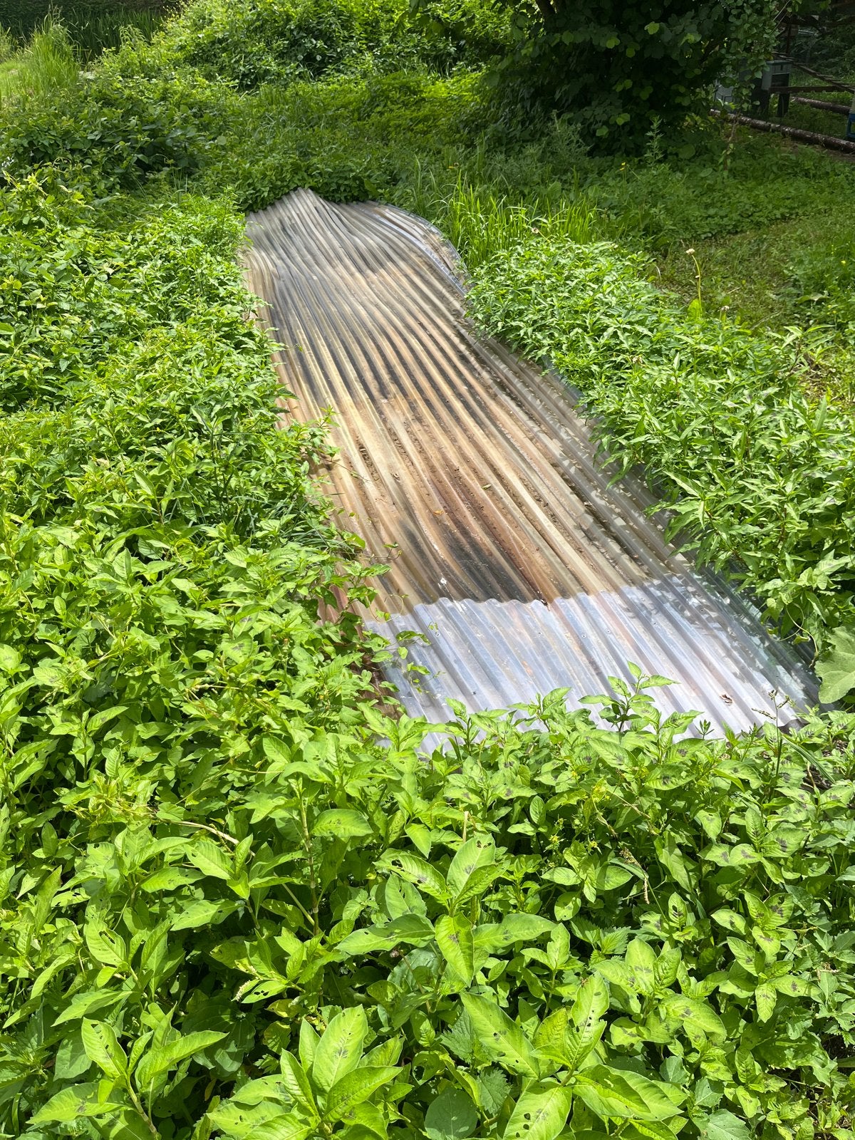 Gratis Golfplaten (transparant, gebruikt), Doe-het-zelf en Verbouw, Dakpannen en Dakbedekking, Kunststof, Gebruikt, Overige kleuren