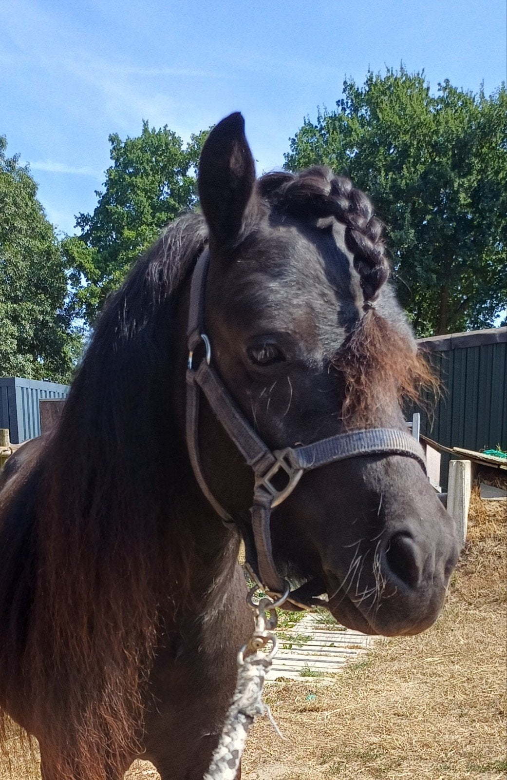 Foto 5 van 2 brave shetlander ruintjes! 🩵🩵 2 jaar oud