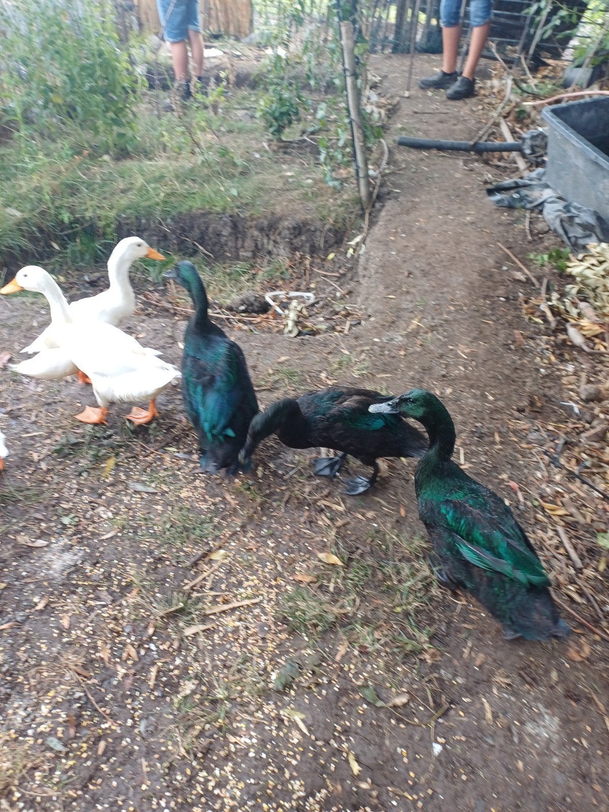 1 cayuga woerd 1 loopeend woerd, Dieren en Toebehoren, Ophalen, Nieuw, Overige typen