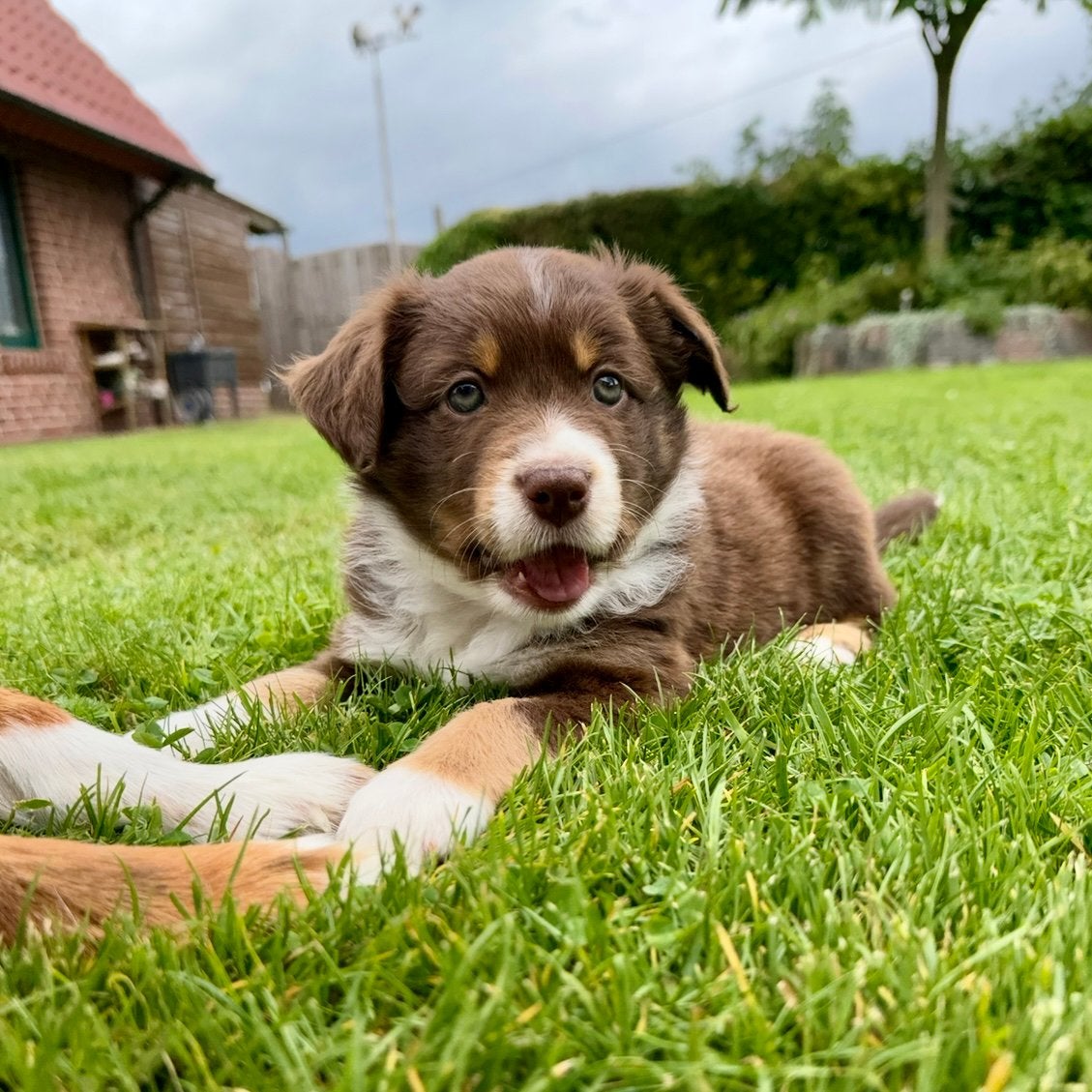 Mini Australian Shepherd Puppy, Fokker | Hobbymatig, 8 tot 15 weken, Buitenland, Teef