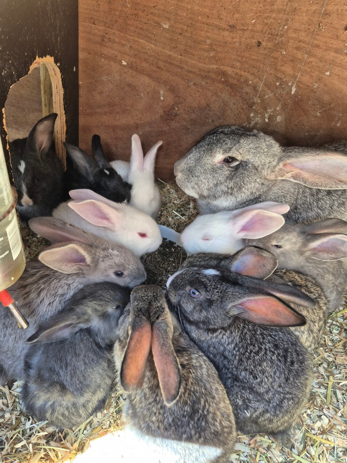Mooie nestje reusjes, Dieren en Toebehoren, Konijnen, Meerdere dieren, Groot