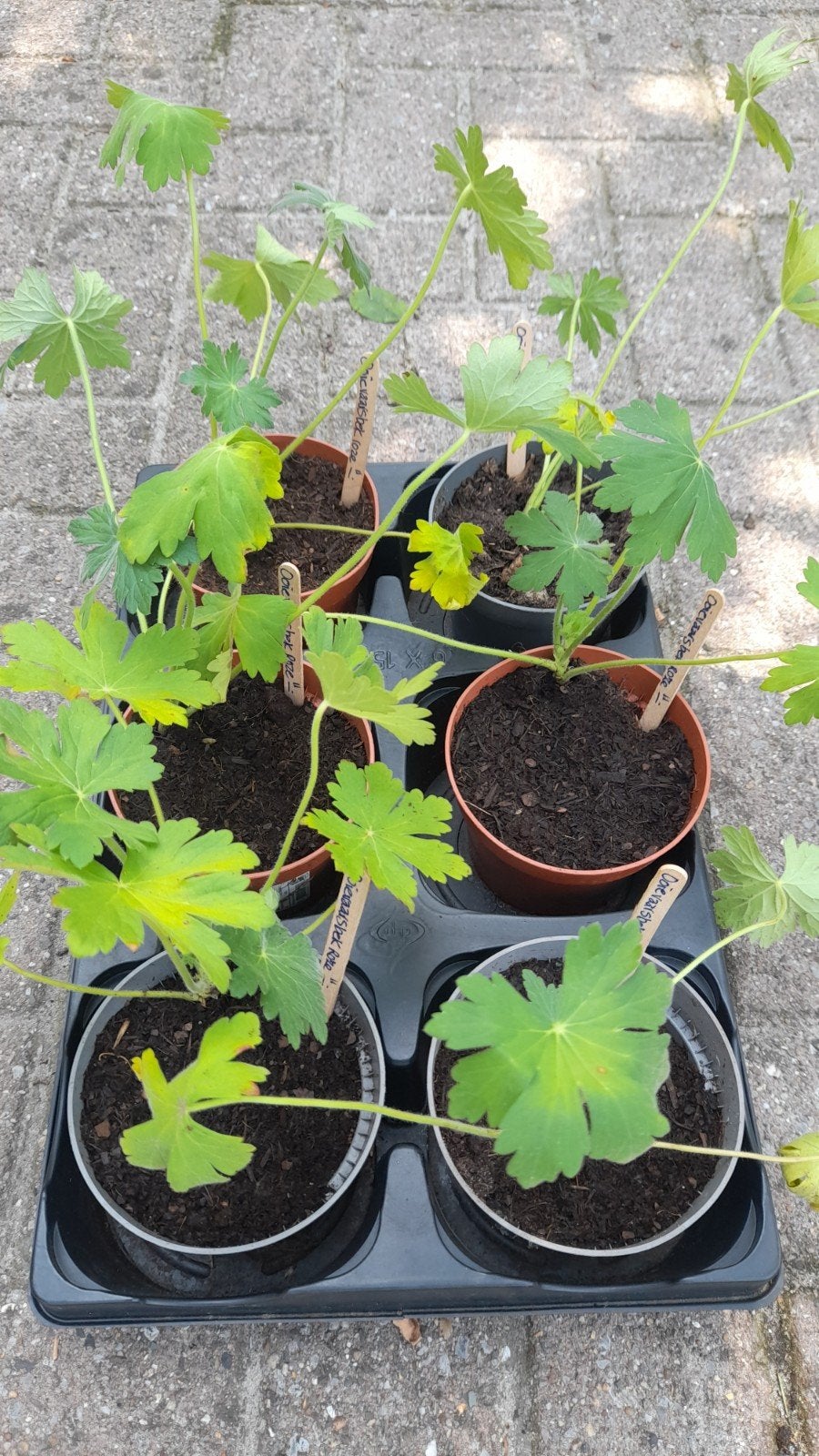 Ooievaarsbek roze, Ophalen, Overige soorten, Volle zon