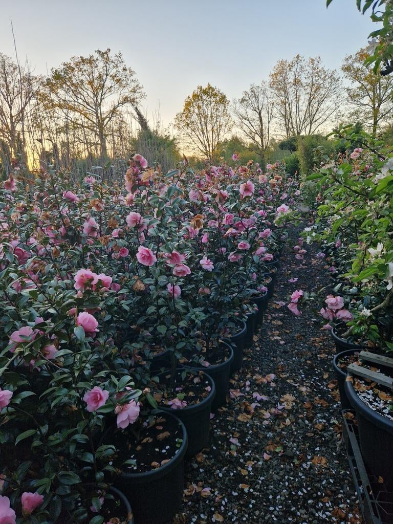 Camellia Williamsi Celebration - Winterbloeiende Schoonheid, Ophalen of Verzenden, Overige soorten