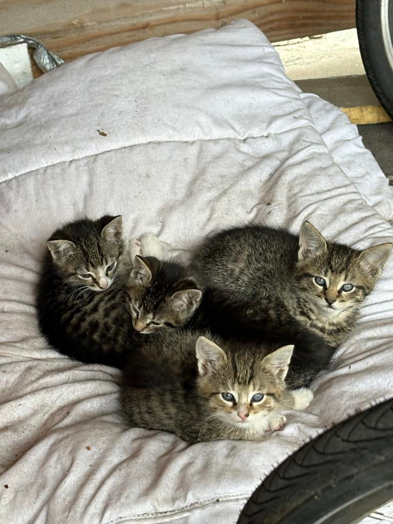 Super lieve kittens, Meerdere dieren