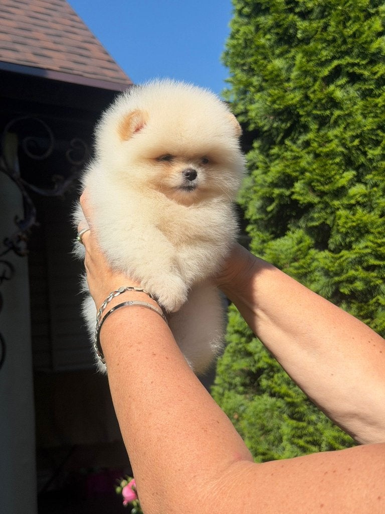 Pomeriaan pup teefje Cream Bear type – te reserveren, Keeshond, 8 tot 15 weken, Buitenland, Teef