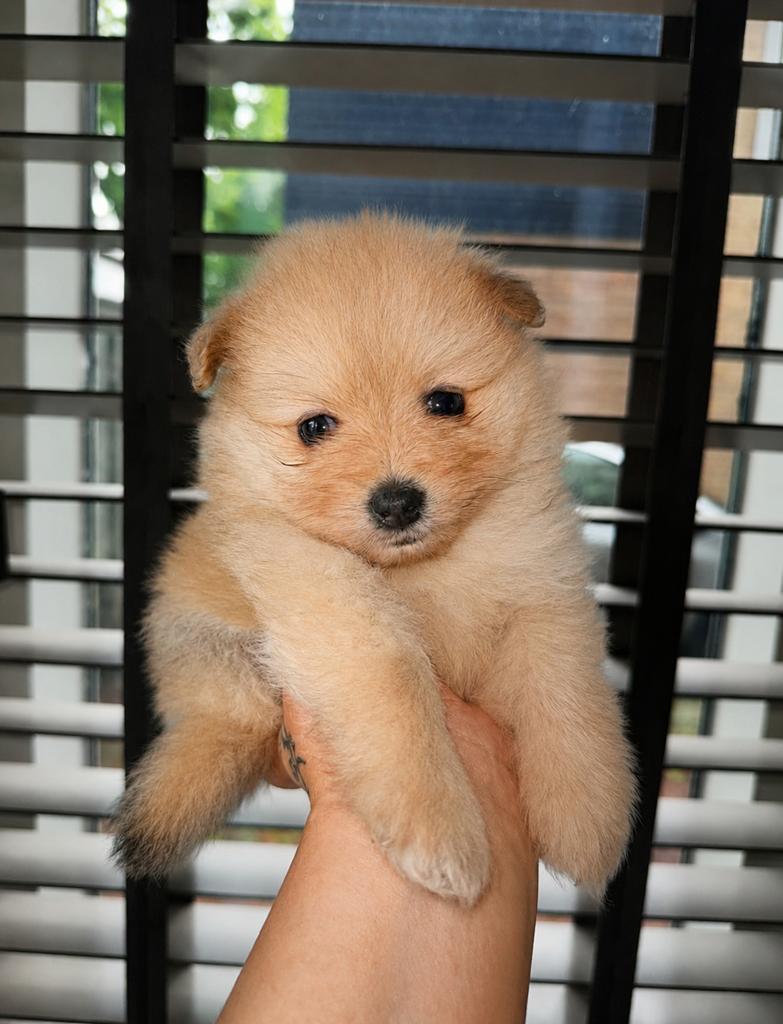 Pomeriaan pup, Keeshond, 8 tot 15 weken, Meerdere, Meerdere dieren