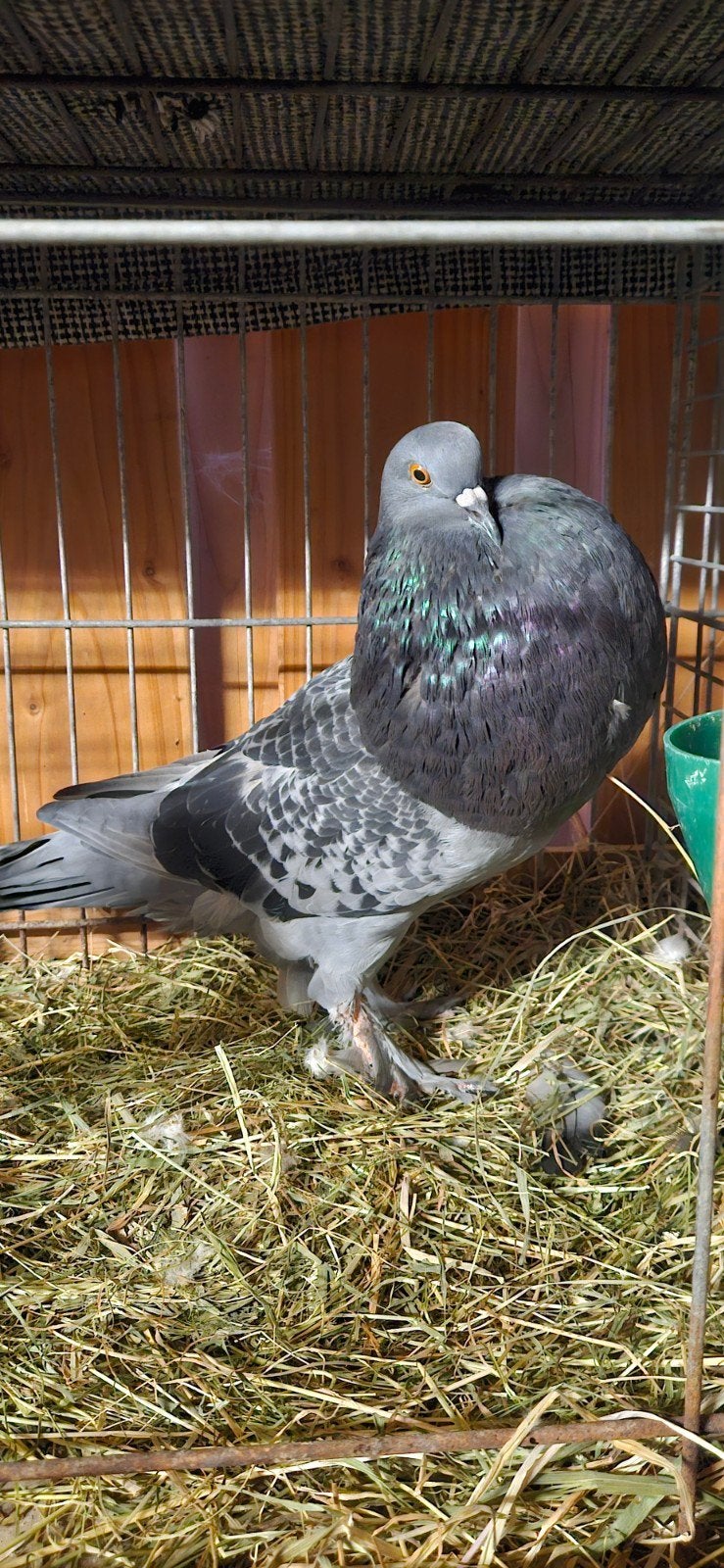 Te koop gentse kroppers, Dieren en Toebehoren, Meerdere dieren, Overige soorten
