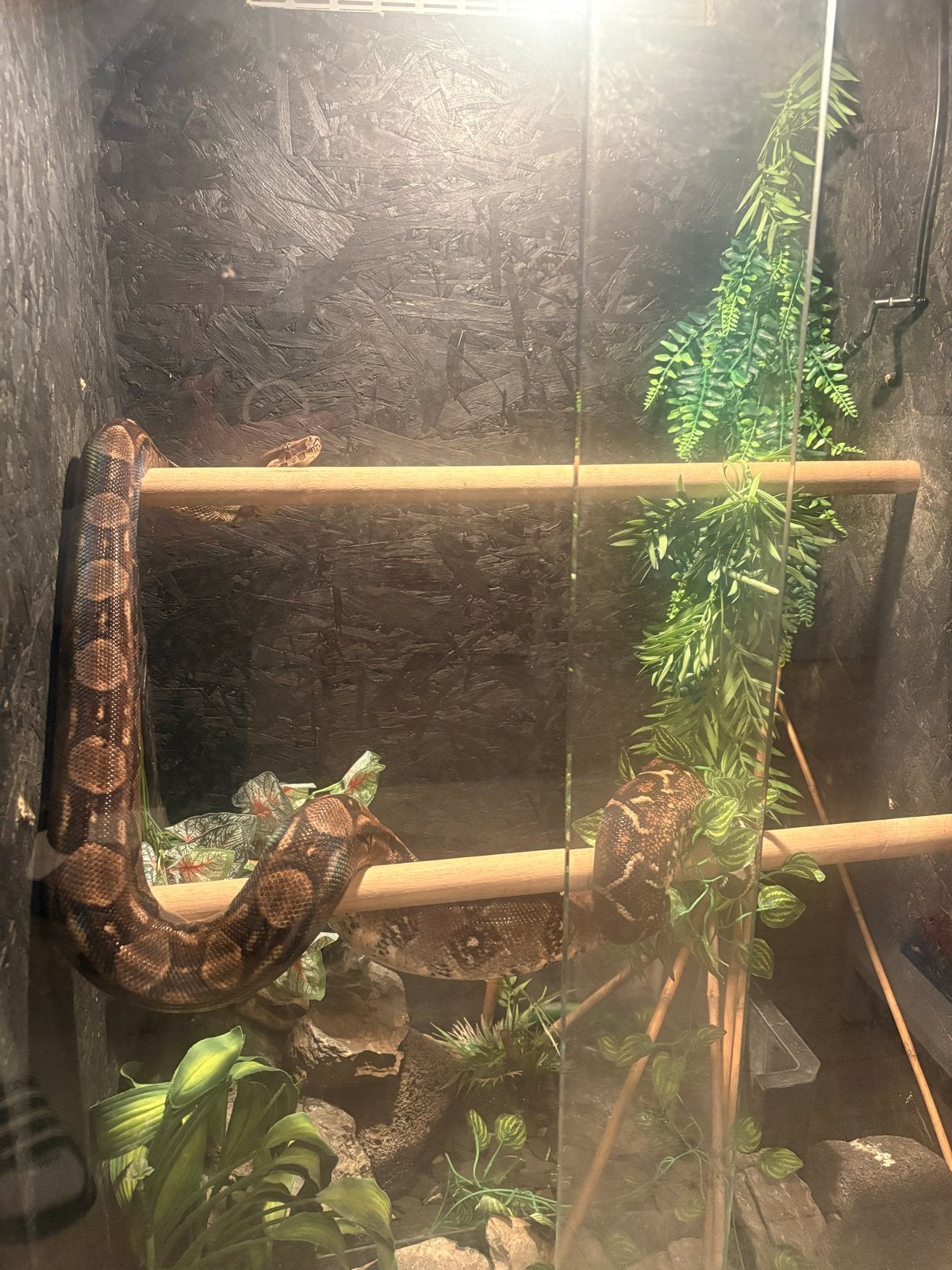 Boa constrictor imperator
