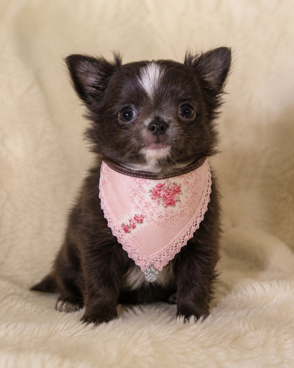 Honden bandana, sieraad  chihuahua, Ophalen of Verzenden