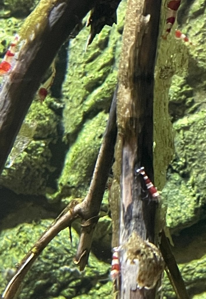 Crystal Red garnalen gradatie A (3 witte banden), Dieren en Toebehoren, Vissen | Aquariumvissen, Kreeft, Krab of Garnaal, Zoetwatervis