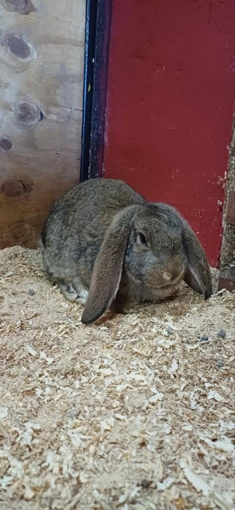 Franse hangoor rammetje, Dieren en Toebehoren, Konijnen, Geslacht onbekend, Groot, Hangoor, 0 tot 2 jaar