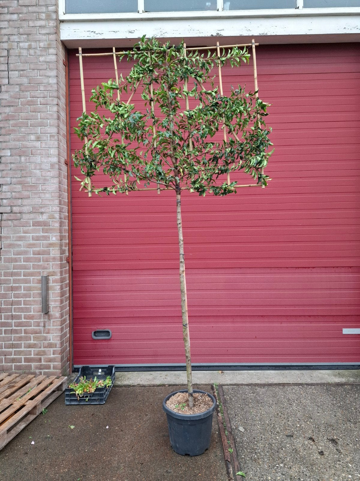 groenblijvende leibomen !! diverse soorten, Ophalen of Verzenden