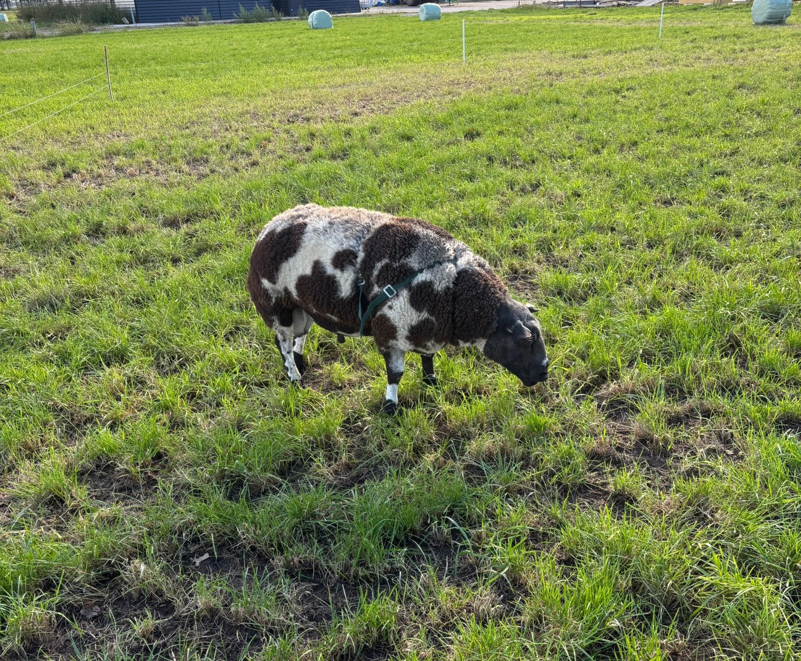 Bonte dekram, Dieren en Toebehoren, Mannelijk, Schaap