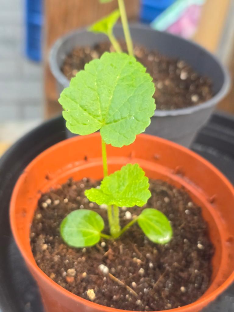 Chater's Chestnut Brown stokroos biologisch, Ophalen, Overige soorten, Volle zon