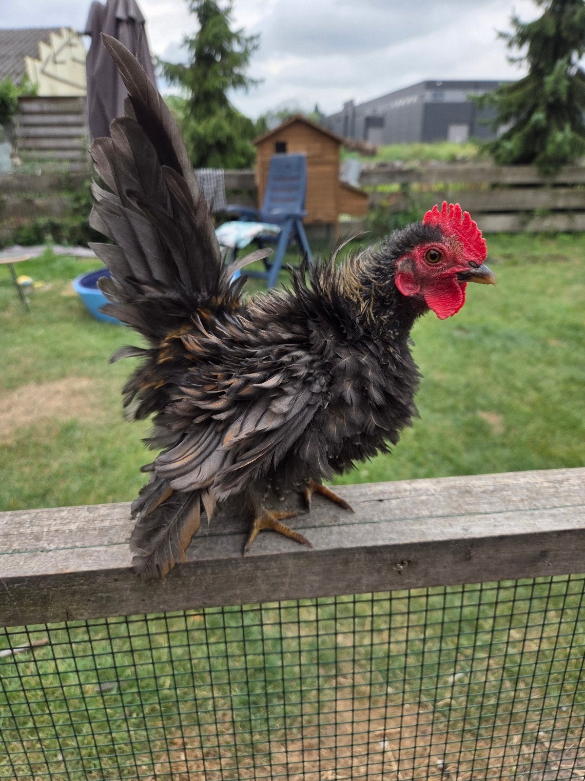 krulveer serama haan 3 mnd, Dieren en Toebehoren, Pluimvee, Mannelijk, Kip