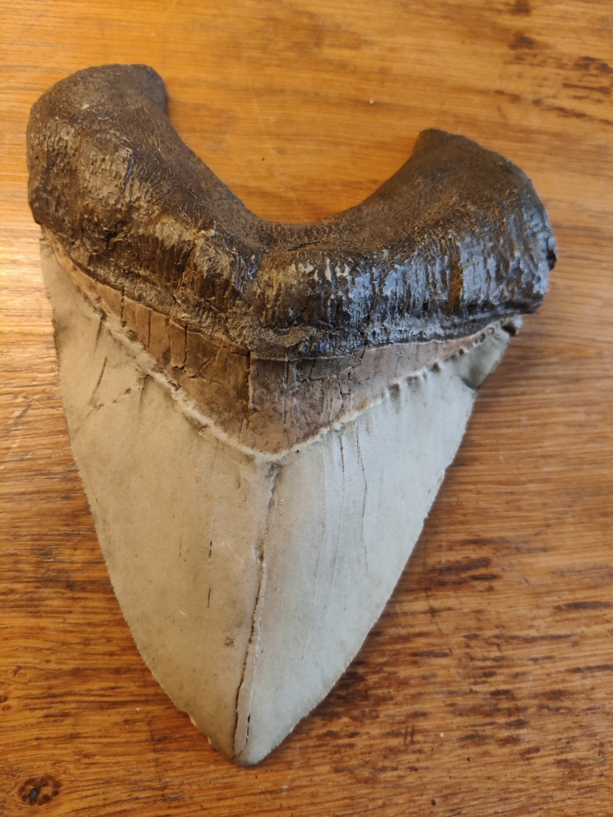 Megalodon Tand reproductie, Ophalen of Verzenden, Reptiel of Amfibie, Opgezet dier