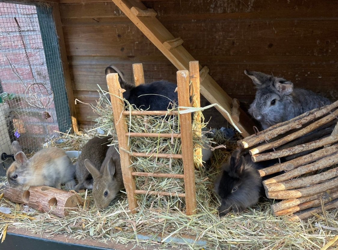 Konijn, konijntjes, jonge konijnen, Dieren en Toebehoren, Konijnen, Meerdere dieren