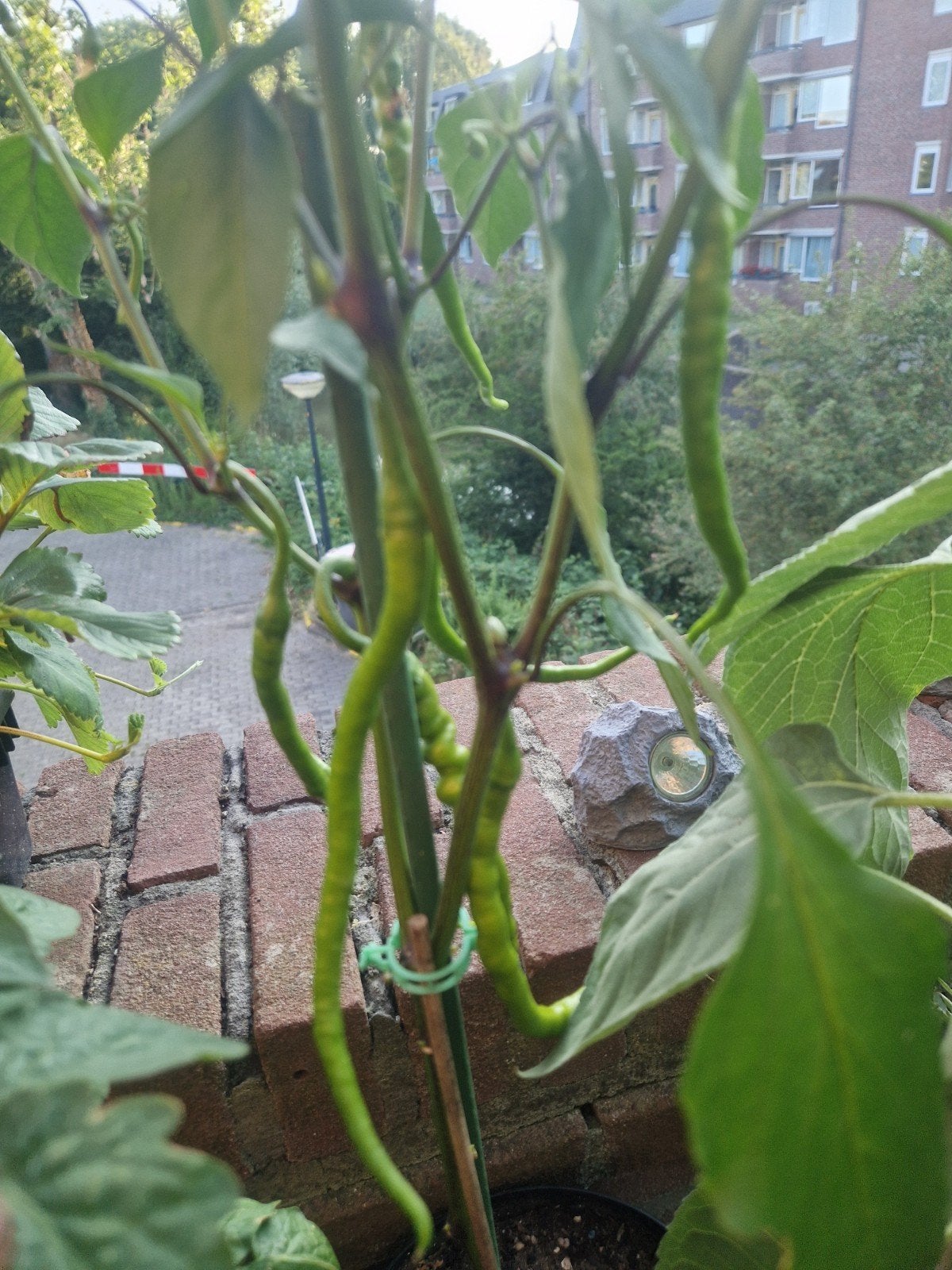 Bio losse Turkse pepers & (planten in pot), Ophalen of Verzenden, Eenjarig, Groenteplanten, Volle zon