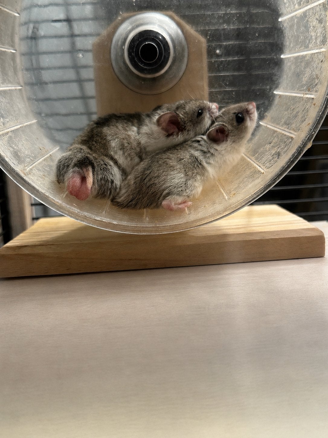 Dwerg hamsters, Dieren en Toebehoren, Hamster, Juni, Meerdere dieren, Tam