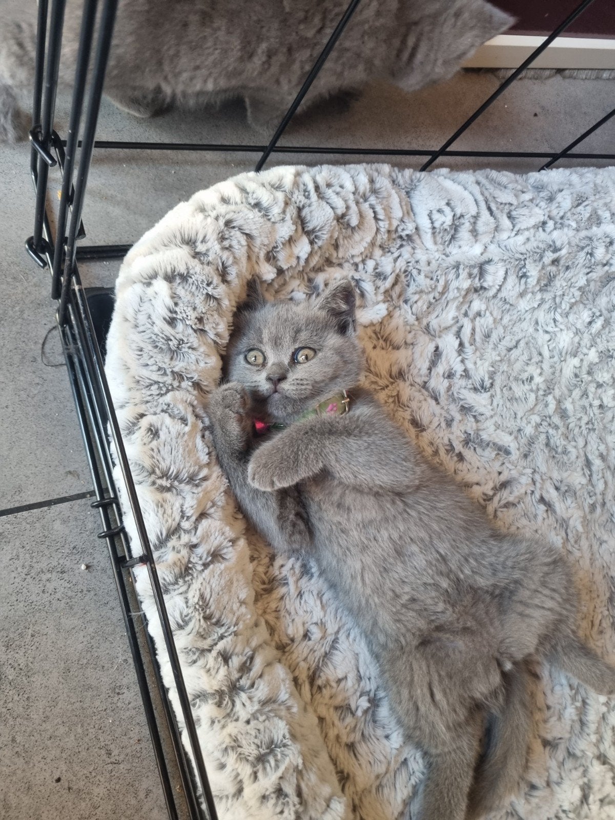 Britse korthaar kittens katten, Dieren en Toebehoren, Katten en Kittens | Raskatten | Korthaar, Meerdere dieren, Ontwormd