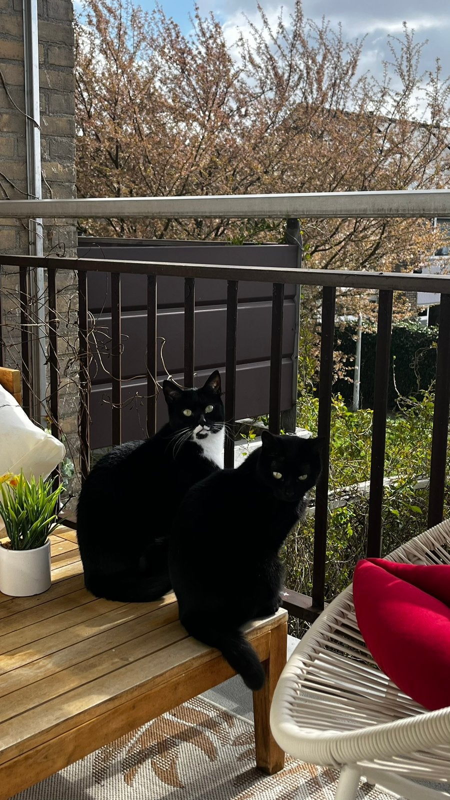 2 lieve poesjes zoeken nieuwe baasje, Poes, Gechipt