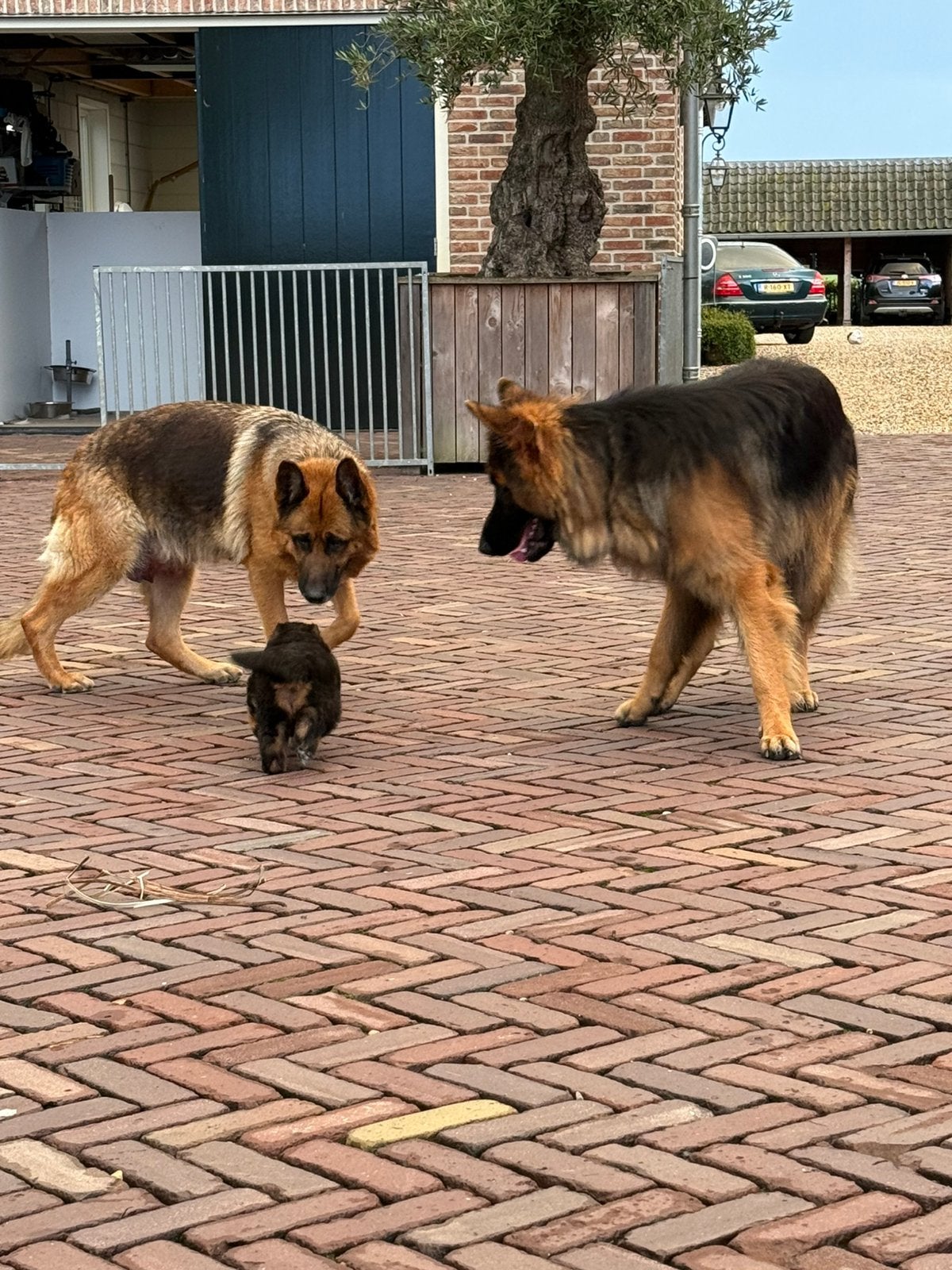 Te koop duitse herder pup ( reu ), Parvo, Reu, 8 tot 15 weken, Eén hond