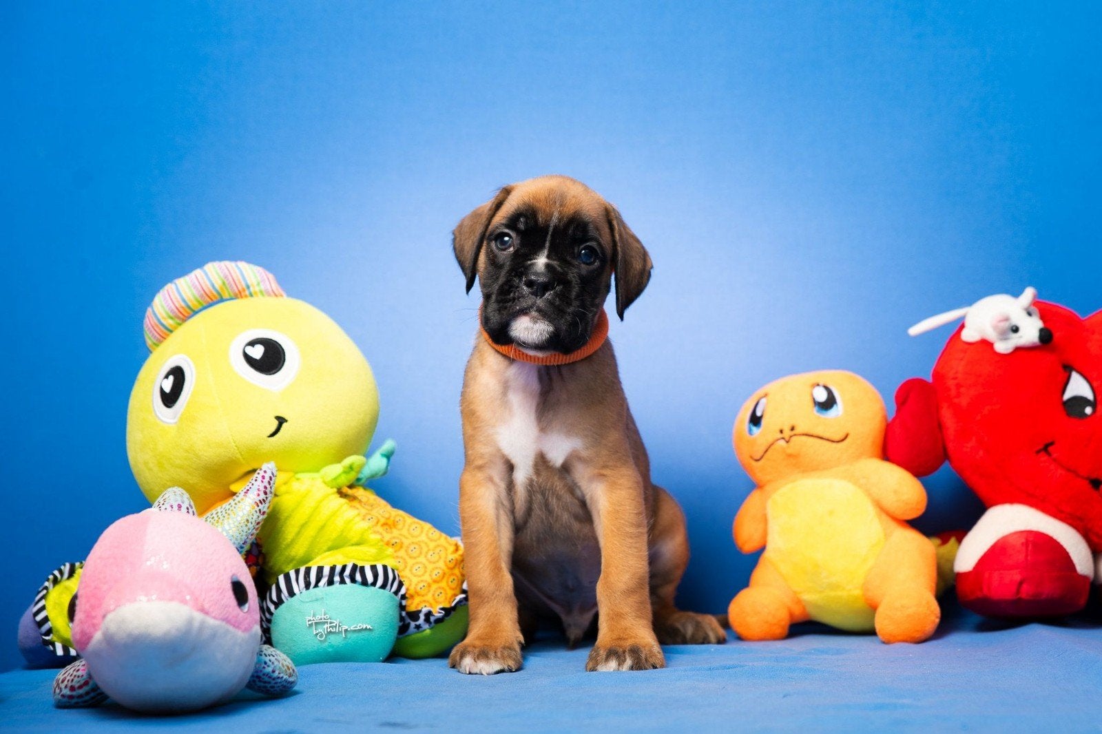 Boxer pup gezocht of jonge boxer, Dieren en Toebehoren, Honden | Niet-rashonden, 8 tot 15 weken, Teef, Eén hond, Middel