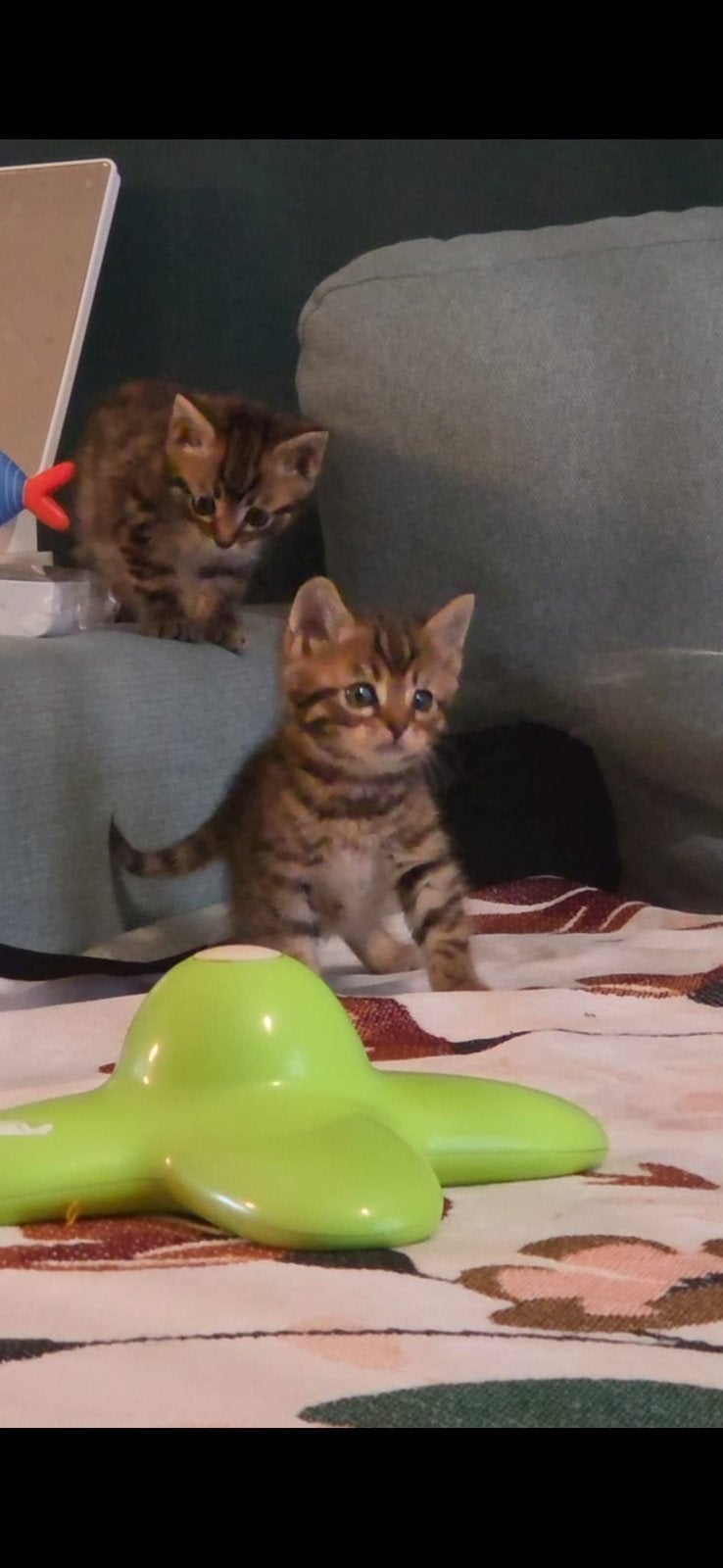 Drie kleine Bengaalse prinsesjes – 15 juli geboren ️, Meerdere dieren