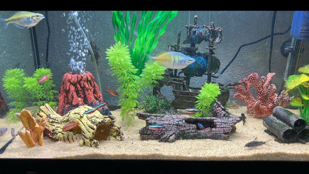 Diverse vissen, Dieren en Toebehoren, Vissen | Aquariumvissen, Vis
