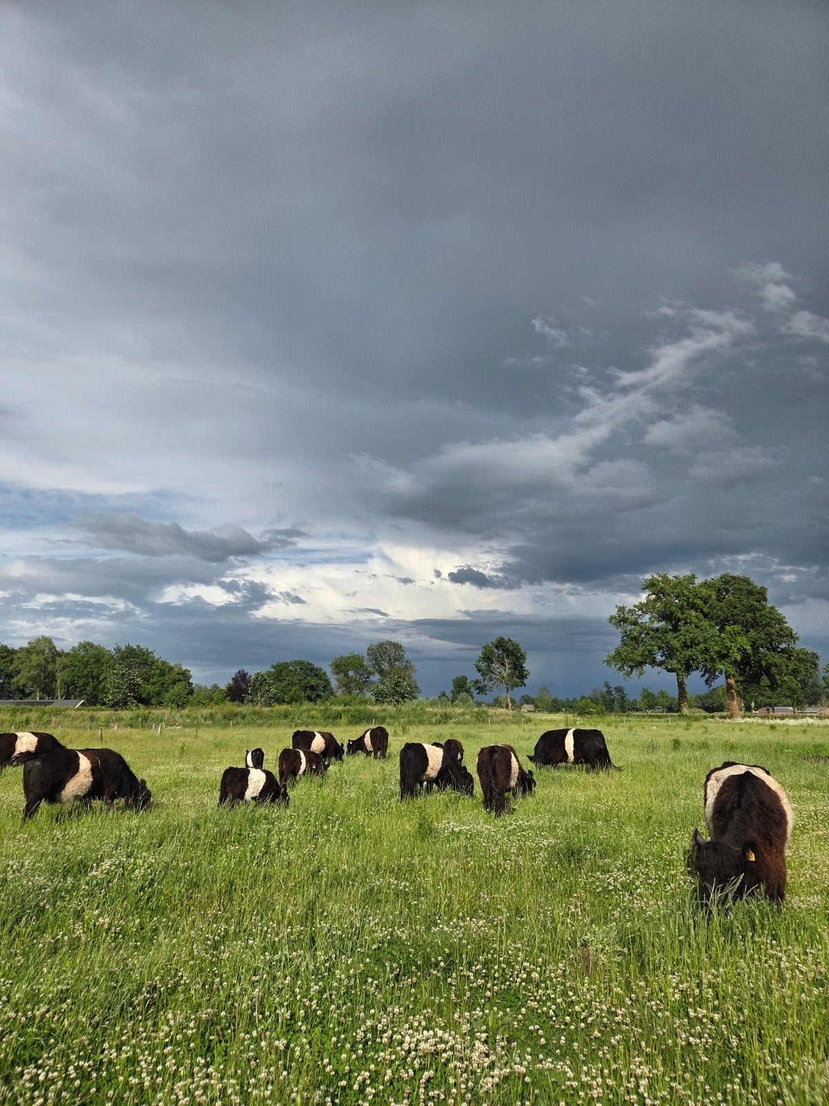 Belted Galloway stieren (2026) en een zwarte vaars, Meerdere dieren