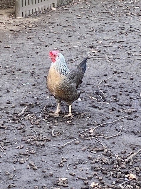 Mooie broedeieren kruising Leghorn zilverpatr. x groenlegger, Geslacht onbekend, Kip