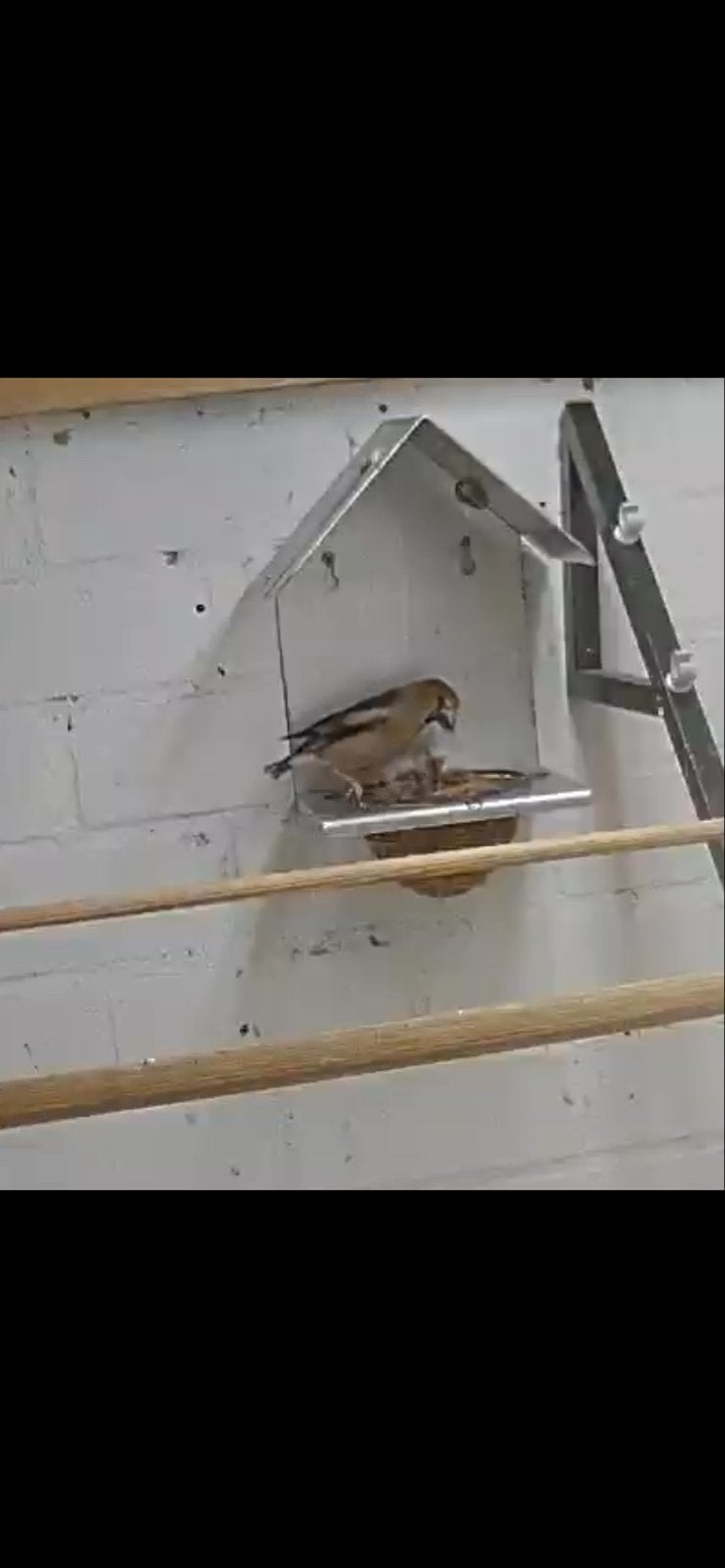 Appelvinken, Dieren en Toebehoren, Vogels | Overige Vogels, Mannelijk, Wildzangvogel, Geringd