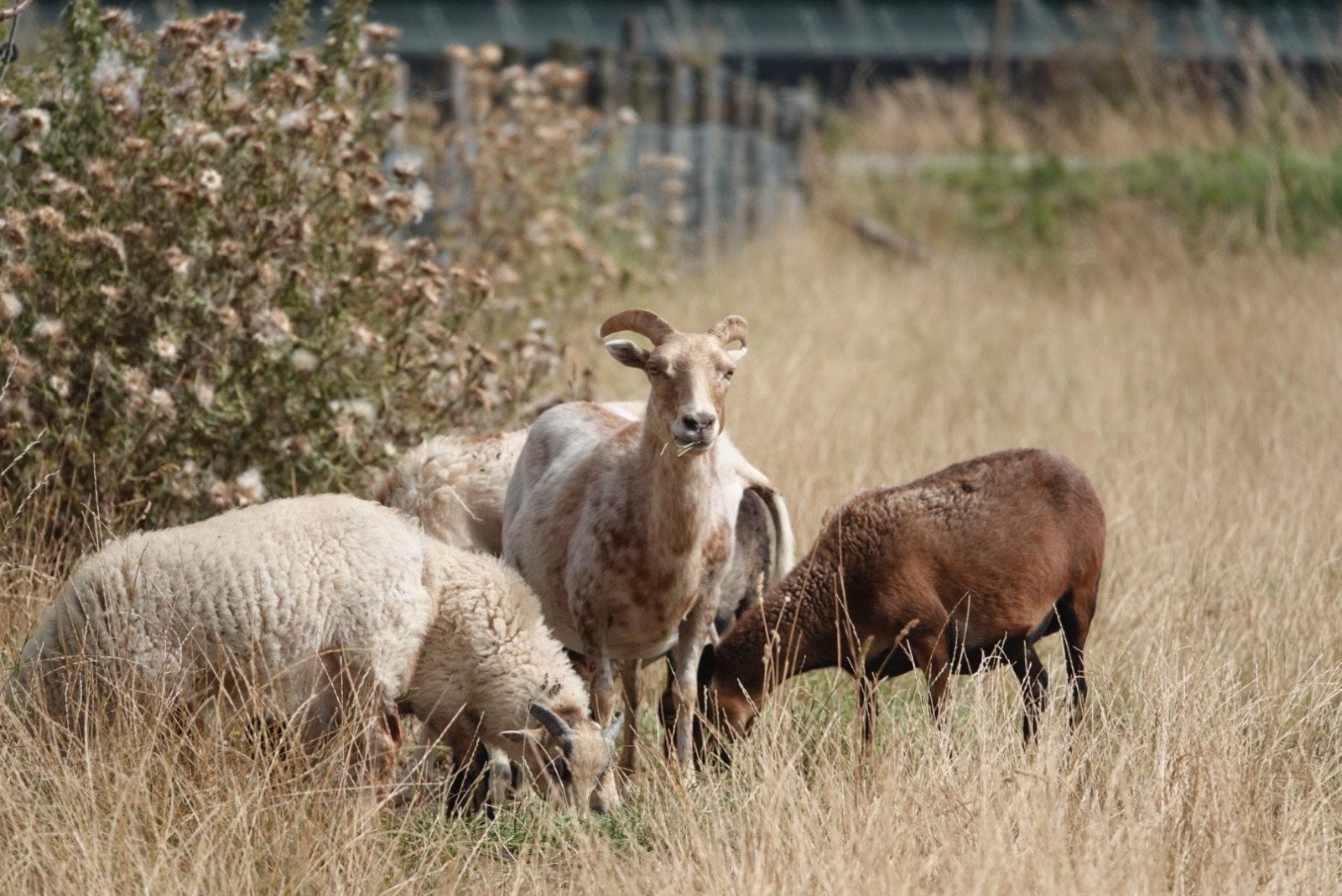 kudde mini schapen TE KOOP, Dieren en Toebehoren, Meerdere dieren, Schaap, 0 tot 2 jaar