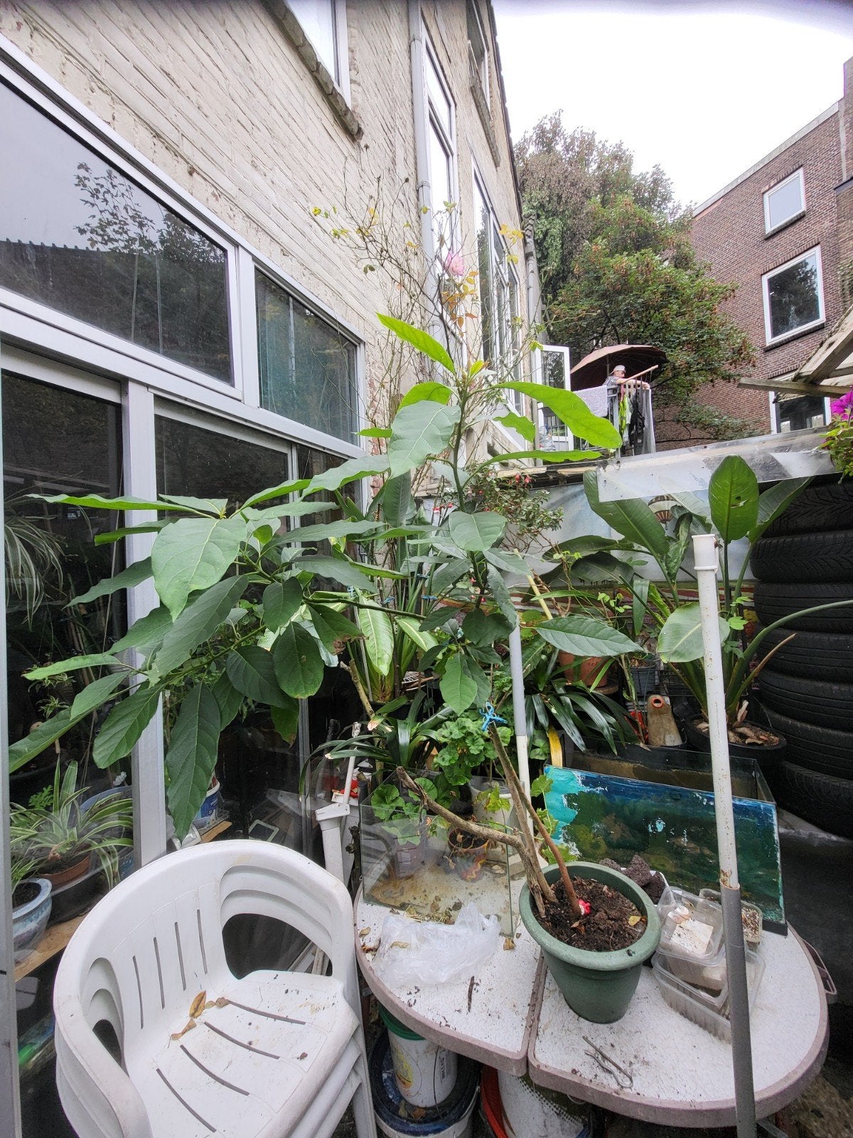 Grote advokadoplant voor binnen of buiten, Tuin en Terras, Ophalen, Zomer, Overige soorten, Volle zon