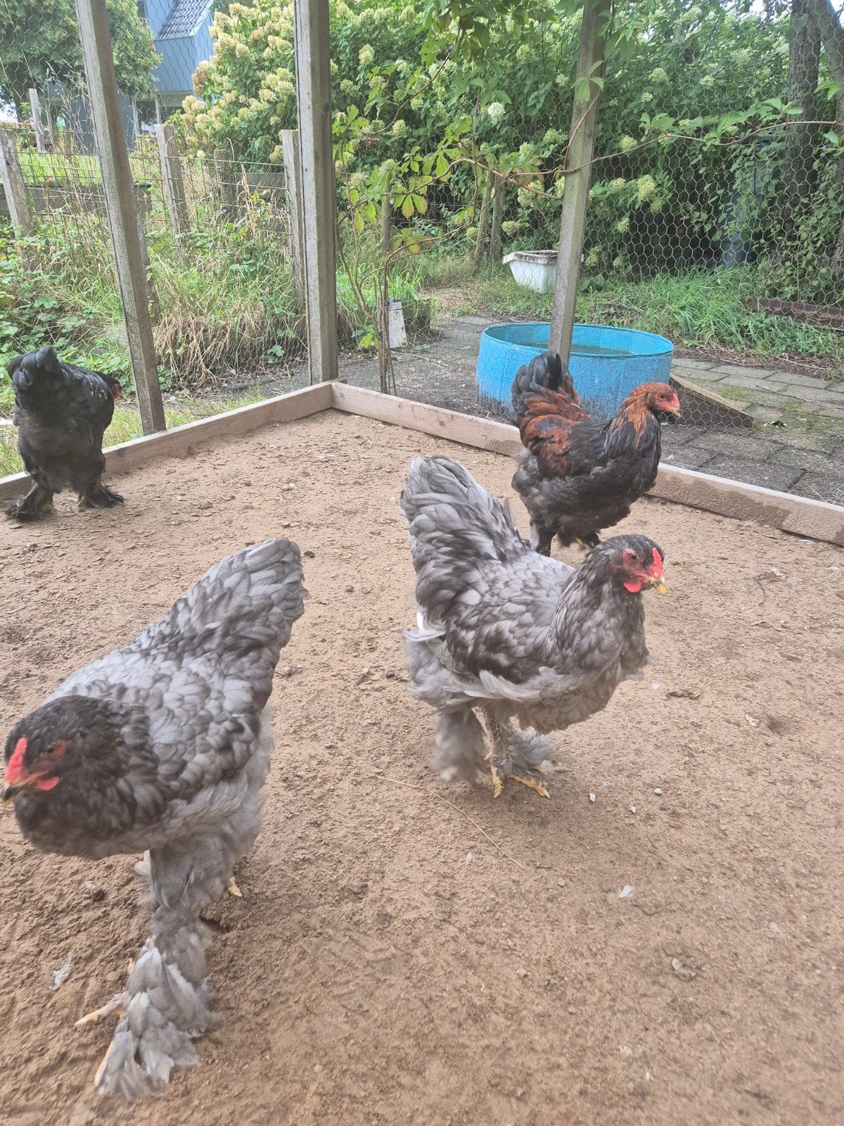 3 Brahma hanen van begin Juni, Mannelijk, Kip
