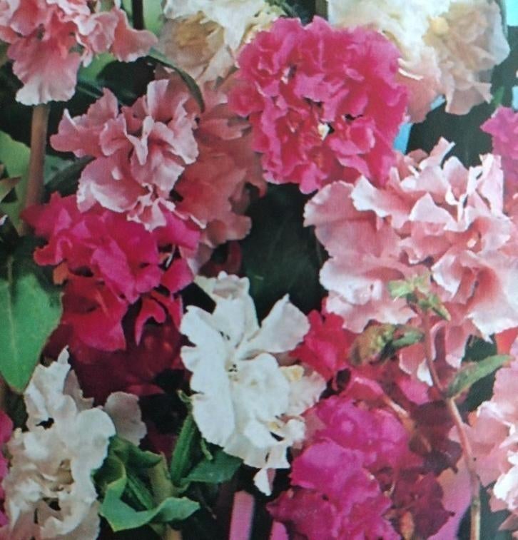 Zaden Amandelroosje dubbelbloemig gemengd - Clarkia Elegans, Verzenden, Volle zon