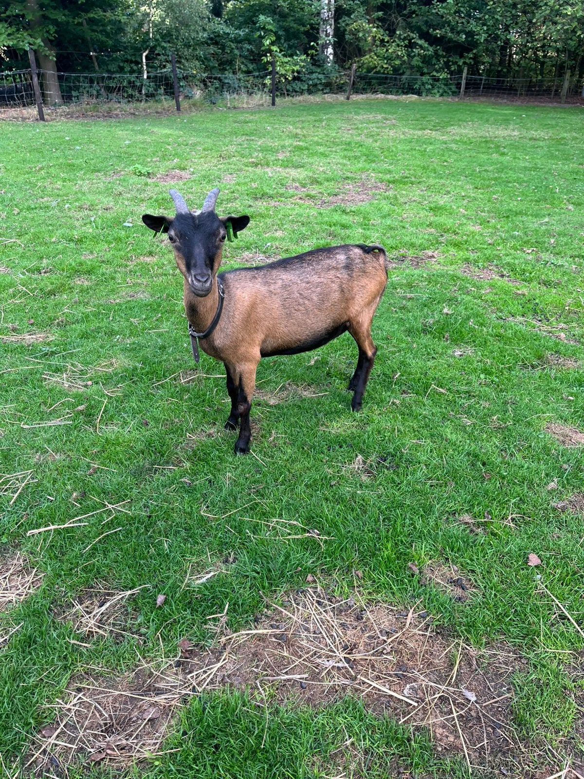 Dwerggeiten + dwerg bokje, Dieren en Toebehoren, Meerdere dieren, Geit