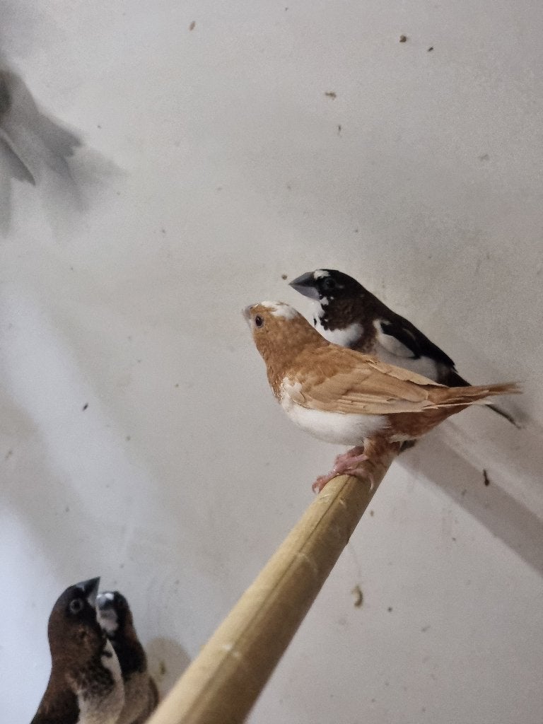 Tropische vogel | Japanse meeuw | Passend advies, Dieren en Toebehoren, Meerdere dieren, Tropenvogel