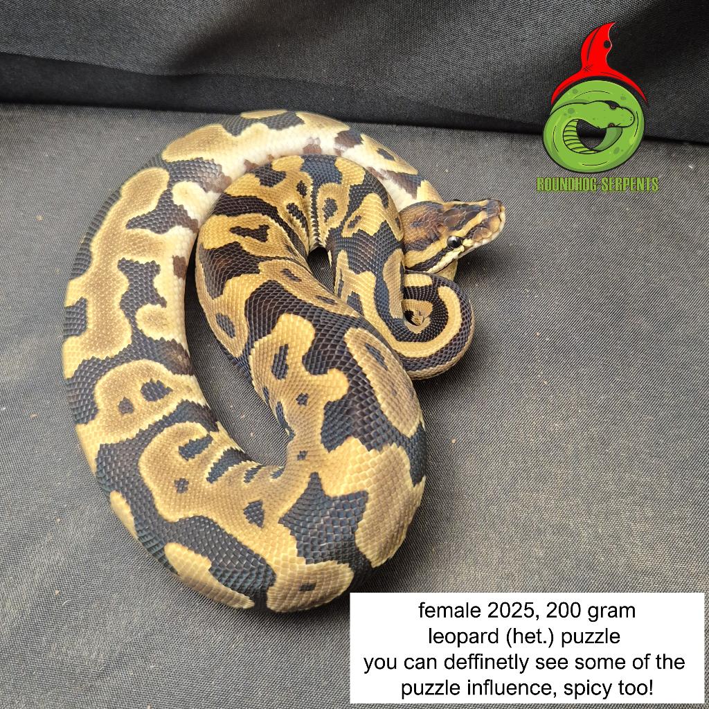 regius leopard het puzzle Ball Python - female for sale from Roundhog serpents